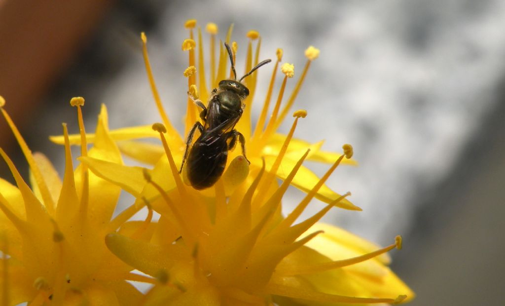 Halictidae: Halictus gemmeus? No, Lasioglossum (Dialictus) sp.